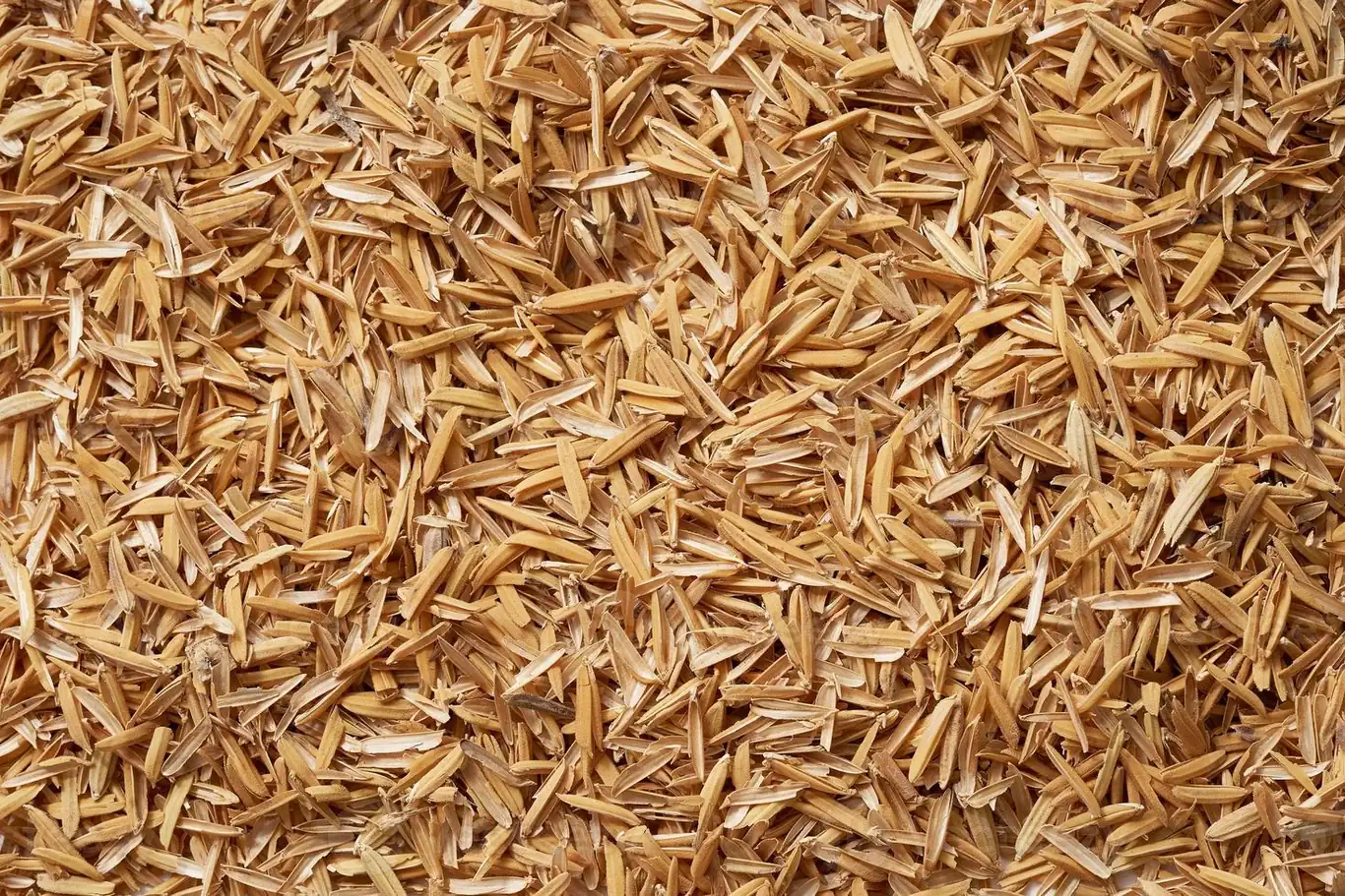Close-up of raw rice husk — the feedstock for high-silica Rice Husk Ash, Ambika Biotech