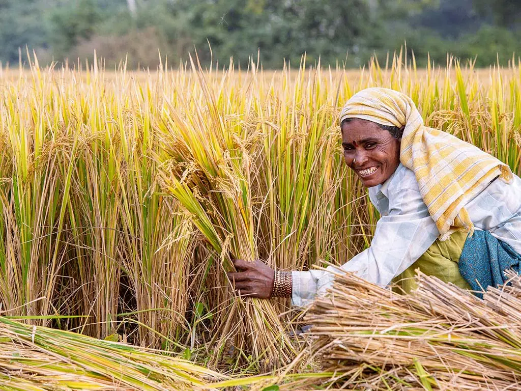 Farmer harvesting paddy in the field — sustainable rice husk sourcing for a circular economy