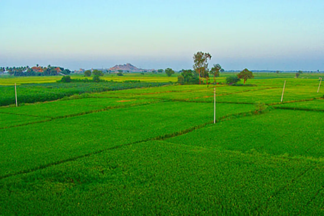 Lush green paddy rice fields near Sambalpur, Odisha — sustainable rice husk sourcing by Ambika Biotech